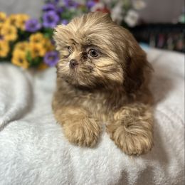 AKC Max Liver and tan Dobie - Liver male Shih Tzu puppy in Elgin, South Carolina from Silver Bells Paw Prints