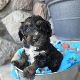Bobby - Tri-color male Bernedoodle puppy in Blackfoot, Idaho from Draper Mountain Doodles