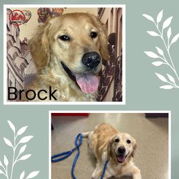 Golden Retriever puppies from Farmstead 51