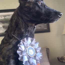 Dutch Shepherd All Grown Up from Sylviane Wildflower DSK (Dutch Shepherd Kennel)