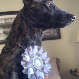 Dutch Shepherd All Grown Up from Sylviane Wildflower DSK (Dutch Shepherd Kennel)