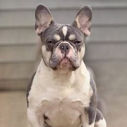 Mi - French Bulldog