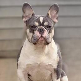 Mi - French Bulldog