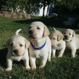 Labrador Retriever Puppies from Lost River Labradors