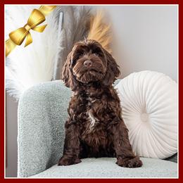 Kleine - Brown male Cockapoo puppy in Connersville, Indiana from Deaz Doodle Ranch