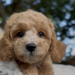 Açaí - Cream female Cavapoo puppy in Arlington, Texas from Van Haselen Poodles and Doodles