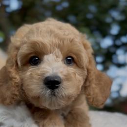 Açaí - Cream female Cavapoo puppy in Arlington, Texas from Van Haselen Poodles and Doodles