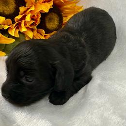 Jazmine - Black female Dachshund puppy in Mesquite, Texas from AB Dachshund