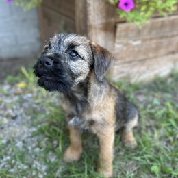 Border Terrier Puppies from Cornerstone Border Terriers
