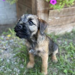 Border Terrier Puppies from Cornerstone Border Terriers