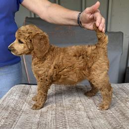 Pink Collar-Clara - Red  female Poodle puppy in Fairfield, California from Choice Red Standards