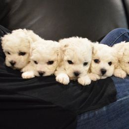 Bichon Frise and Havanese Puppies from California Havanese and Bichons