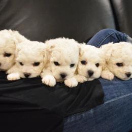 Bichon Frise and Havanese Puppies from California Havanese and Bichons