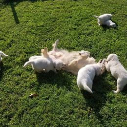 Able Creek Kennels breeder of Golden Retriever