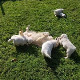 Able Creek Kennels breeder of Golden Retriever