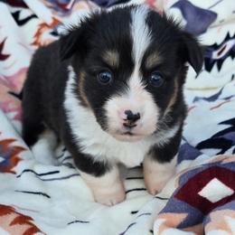 VERONICA fluffy tail docked - Black and tan female American Corgi puppy in Walker, Iowa from Double K Corgis