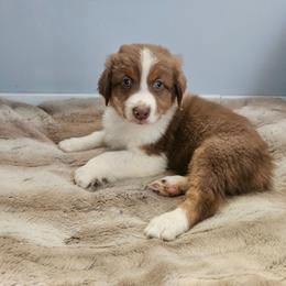 Ralphie - Red merle male Australian Shepherd puppy in Millwood, Missouri from Small Town Australian Shepherds
