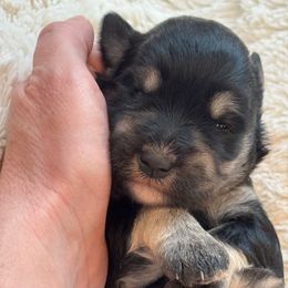 Luna - Black and silver female Miniature Schnauzer puppy in Auburn, Georgia from Very Special Mini Schnauzers