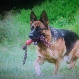 Dzuli - Black and red female German Shepherd puppy in Pocono Ranch Lands, Pennsylvania from Vom Haus Pharoah German Shepherd