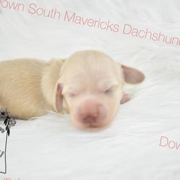 Choc based cream - Cream female Dachshund puppy in Seminary, Mississippi from Down South Mavericks Dachshunds