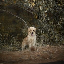 Cavalier King Charles Spaniel and Golden Retriever Puppies from Tsarevich Goldens and Cavaliers