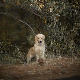 Cavalier King Charles Spaniel and Golden Retriever Puppies from Tsarevich Goldens and Cavaliers