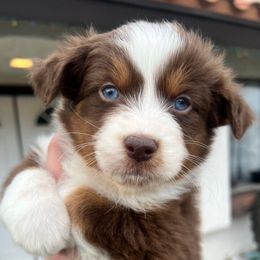 Toodles - Australian Shepherd puppy from Perfect Companion Aussie's