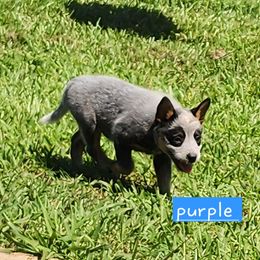 Purple collar - Blue female Australian Cattle Dog puppy in Smyrna, South Carolina from Wood Haven Farm of SC