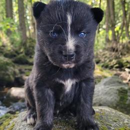 Bailey Female 4 - Black female Siberian Husky puppy in Hiawassee, Georgia from Chastains Huskies