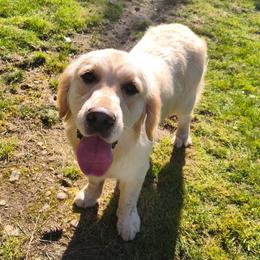 Zeka - Golden Retriever