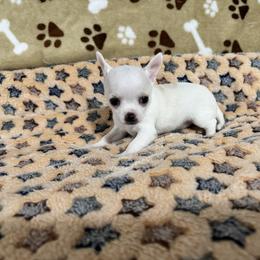 Sugar - Cream and white female Chihuahua puppy in Pounding  Mill, Virginia from Rosa's Chihuahuas