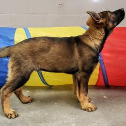 German Shepherd Puppies from Cintron K9