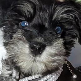 Miniature Schnauzers from The Blue Eyed Schnauzer