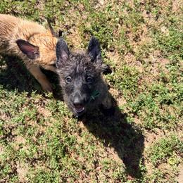Green - Gold brindle male Dutch Shepherd puppy in Wheatland, Wyoming from Mill Iron Dutch Shepherds