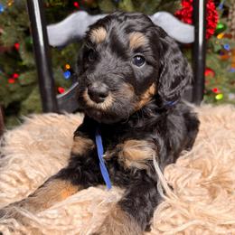 Dasher - Tri-color male Bernedoodle puppy in Tyner, Kentucky from Good Dog Doodles