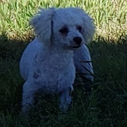 Sher - Bichon Frise