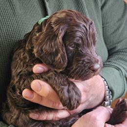 Toby - Brown male Double Doodle puppy in Jeddo, Michigan from Bert's Doodles