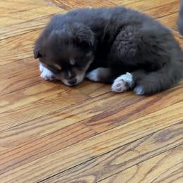 Pomsky Puppies from White Horse Pomsky's