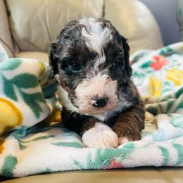 Ivy - Merle female Bernedoodle puppy in Sherman, Illinois from Shirl Doodle Life