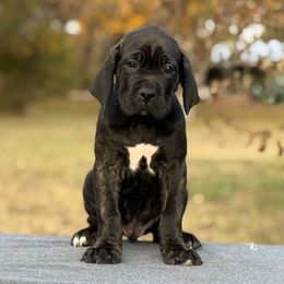 Yellow - Black brindle female Cane Corso puppy in Paris, Texas from Knucklehead Cane Corso
