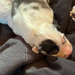 Boy 2 - Blue merle male Australian Shepherd puppy in Brownfield, Maine from Misty Feather Aussies