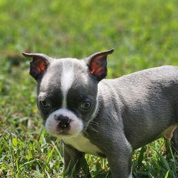 Boston Terrier Puppies from Christy's Boston Butts