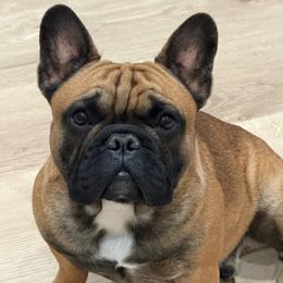 Santo - French Bulldog