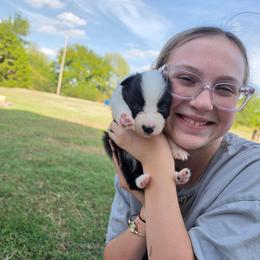 Happy - Black and white male Border Collie puppy in Ripley, Oklahoma from Adventure5 Border Collies