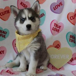 Yellow - Black and white female Siberian Husky puppy in York, Pennsylvania from Spalla Pups