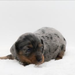 Male 1 - Dapple male Dachshund puppy in Childress, Texas from Taylor Farms