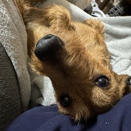 Rooster - Dachshund