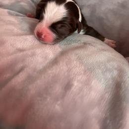 Miniature Australian Shepherd and Toy Australian Shepherd Puppies from Loyal Litters Toy Australian Shepherds