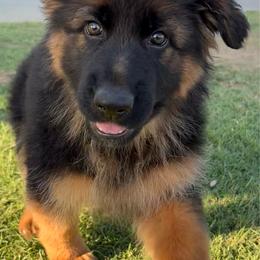 AKC Green Girl - Black and red female German Shepherd puppy in Bakersfield, California from Aguirre Farm