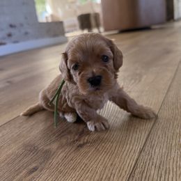 Palmer - Red and white male Cockapoo puppy in Yuba City, California from The Doodle Barn